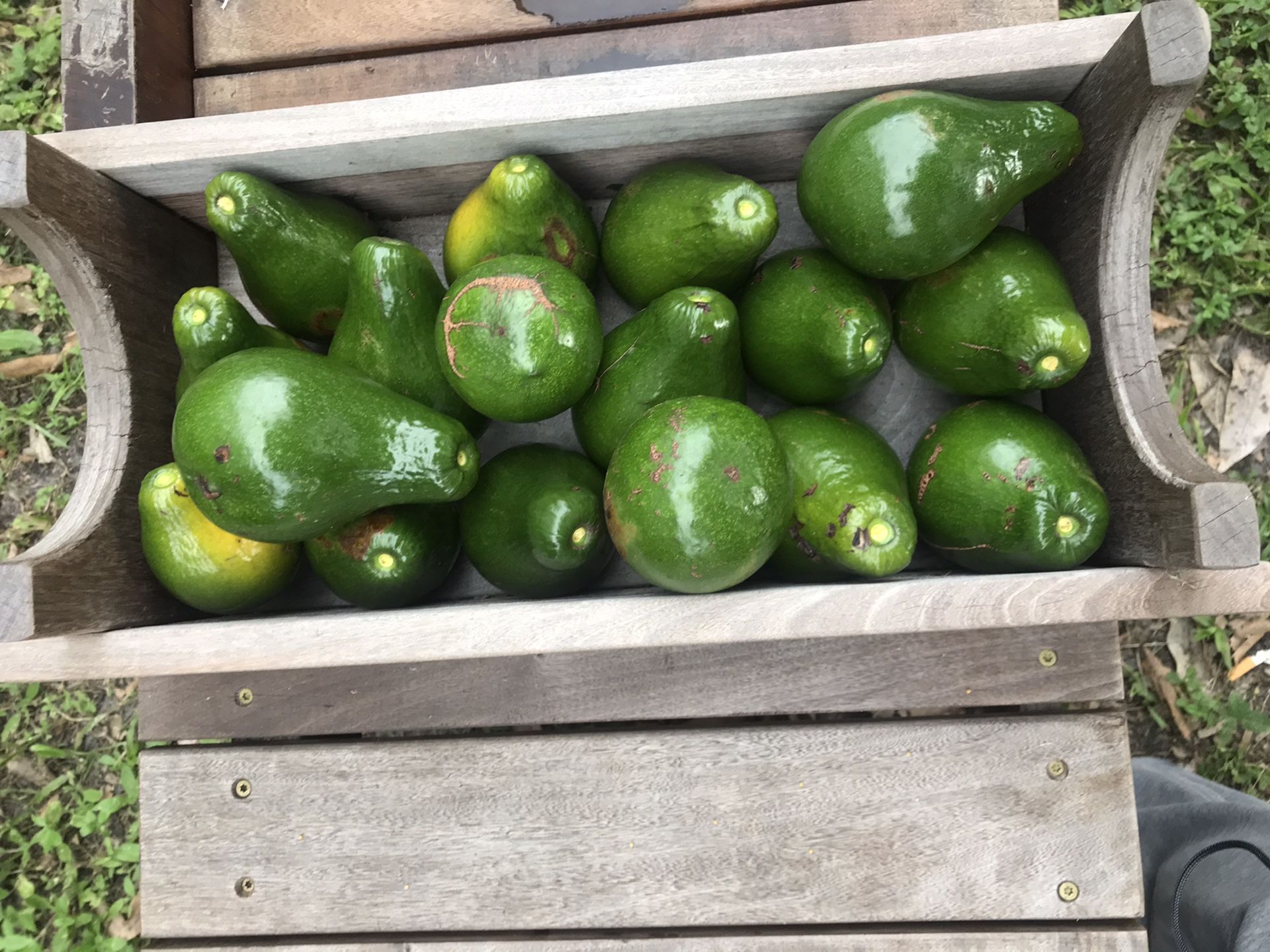 Fresh organic Avocados 🥑,Eggs 🥥 coconuts and more
