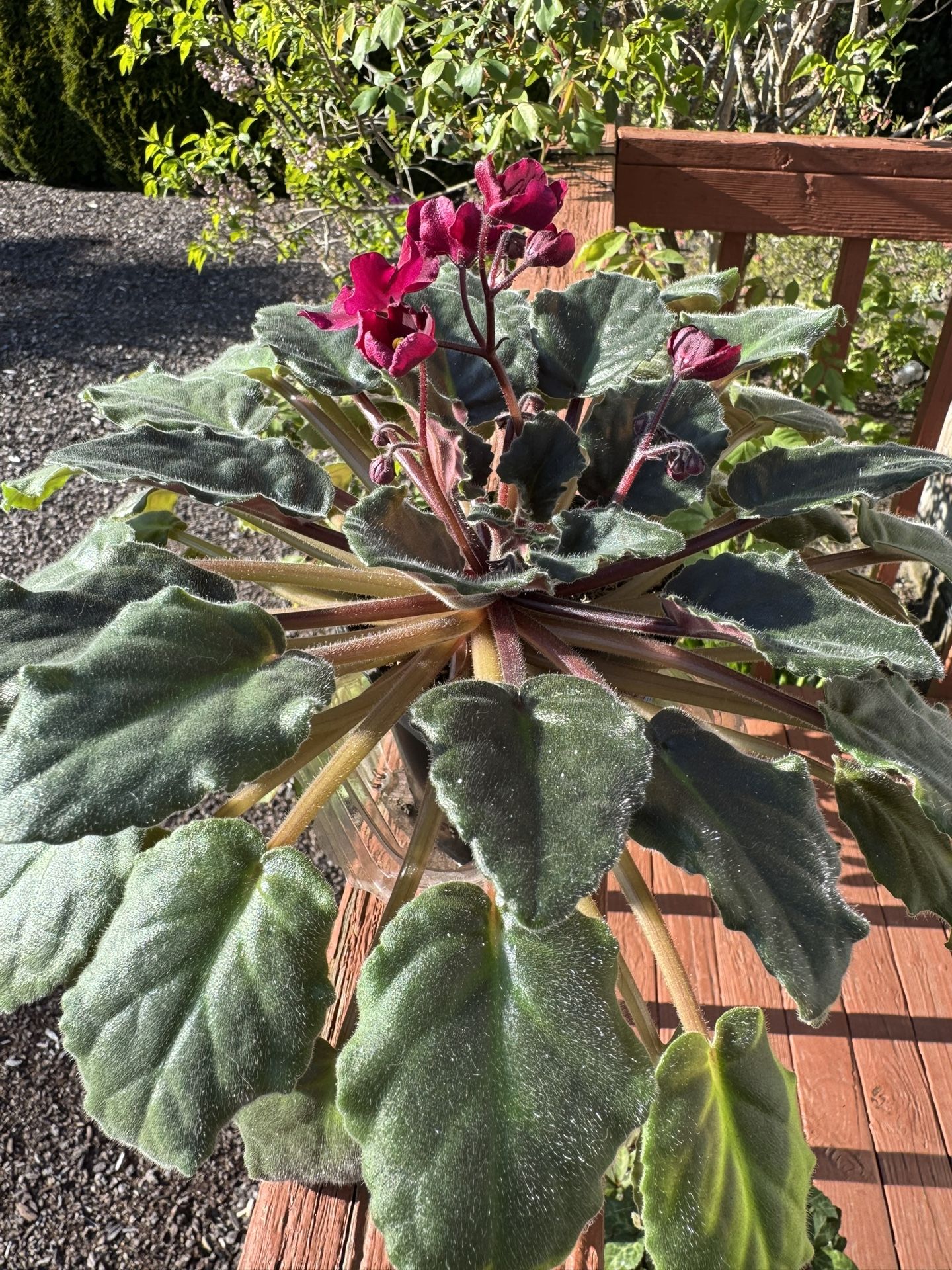 African Violet