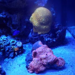 Fake Coral Lectoseris ,It Has 3 Color Pink Yelow Green 