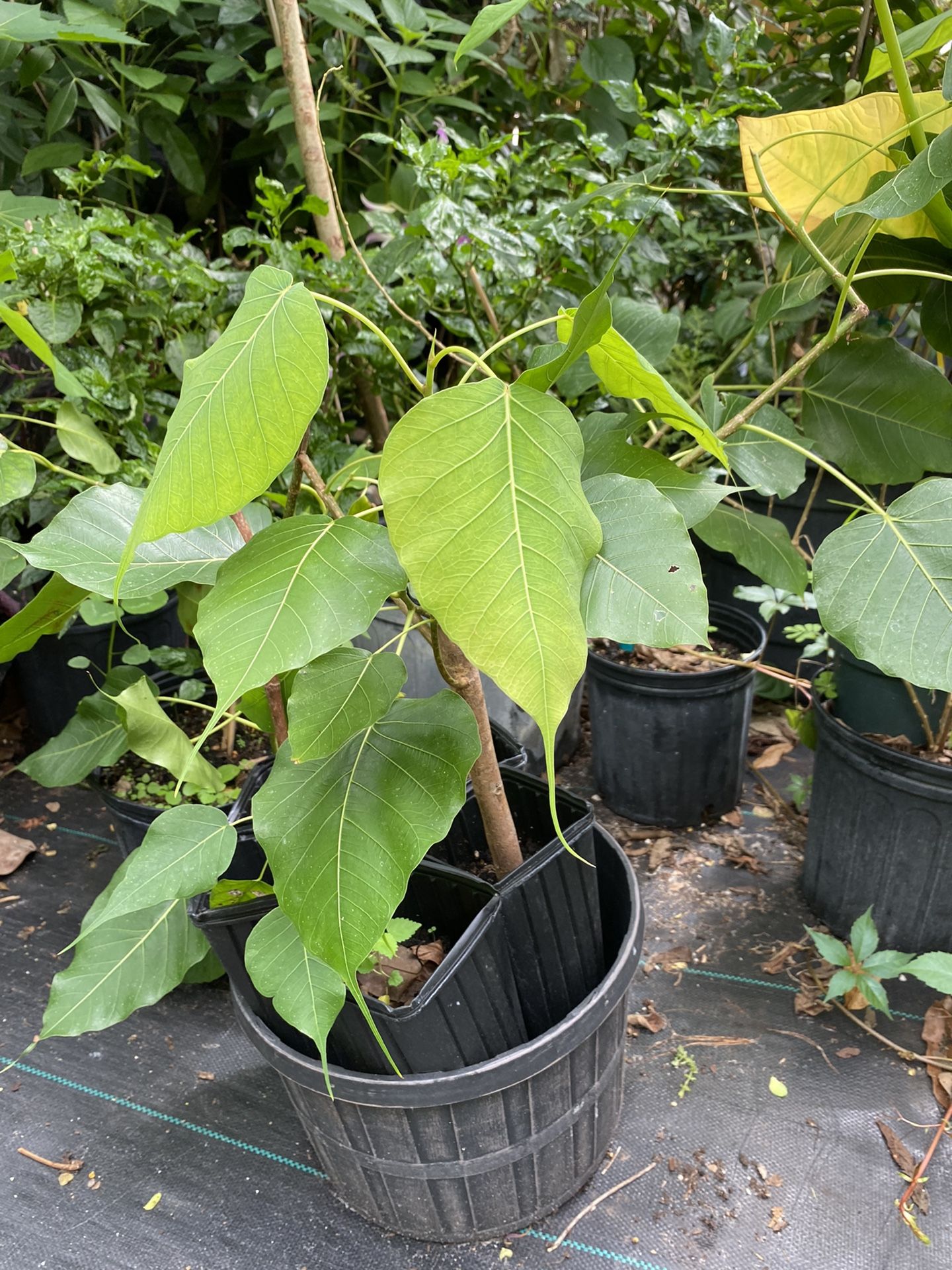 Peepar Tree( SACRED TREE)