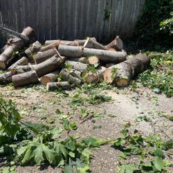 FREE MAPLE FIREWOOD 