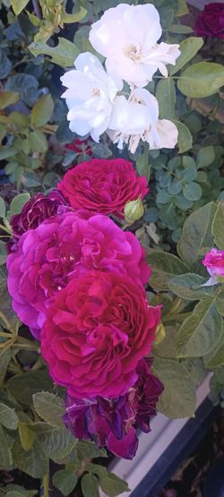 Rose plants 🌹
