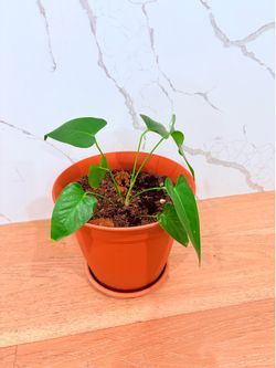 Healthy Elephant Ear / Alocasia Plant 🌿
