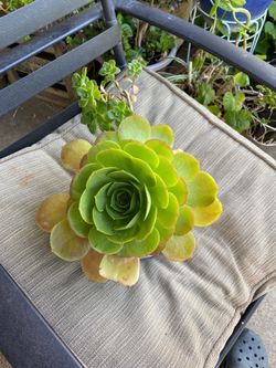 Large green succulent with pot
