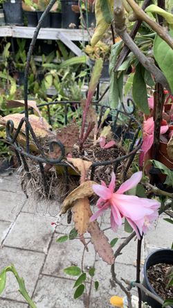 Epiphyllum Hanging Pink 15$
