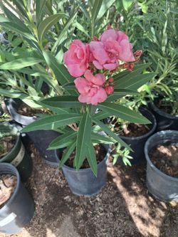 Oleanders plant.