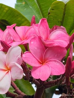 Pink  Jack Plumeria Plant Bluming