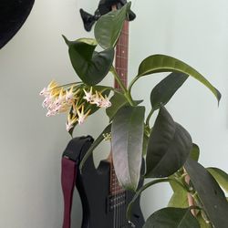Large Hoya Multiflora Plant In Clay Pot Saucer