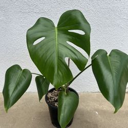 Monstera Deliciosa Plants