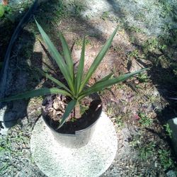 Spineless Yucca Plant And Purple Heart Plant With It