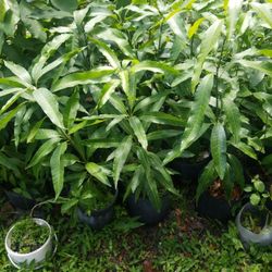 Mango Korn Price $20 