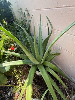 Large Aloe Vera Plant in Bucket
