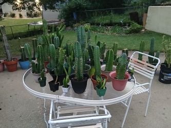 Cactuses