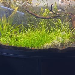 dwarf sagittaria