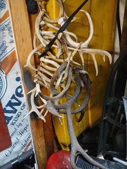 antlers....