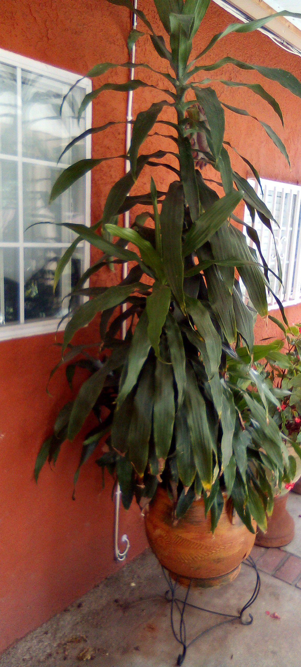 Outdoor plant
