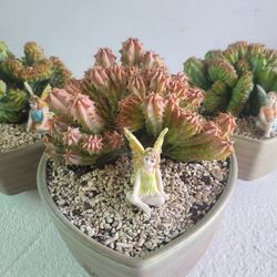 Crested Cactus 30 Each