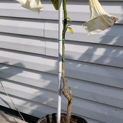 Angel Trumpet Plant ( White)