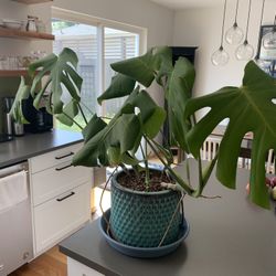 Monstera Plant with Ceramic Pot