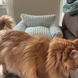 Cute Corduroy Cat Couch