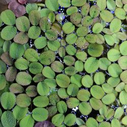 Salvinia Minima