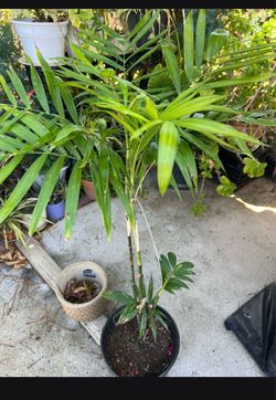 Palm tree