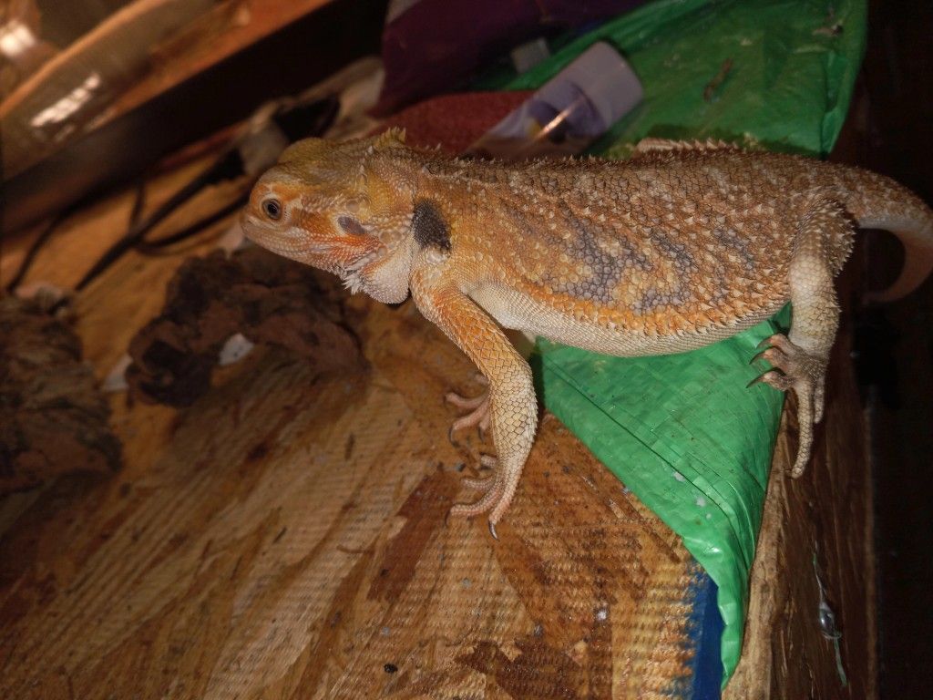 Male Juvenile Bearded Dragon 