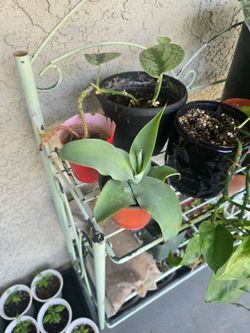 Octopus Agave Plants