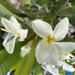 Large Potted Plumeria Tree Very Fragrant In Bloom Large Flower White Yellow Center With Succulents Happy Healthy Large Plumeria 