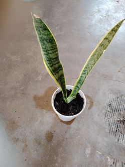 Plantas $4 cada una