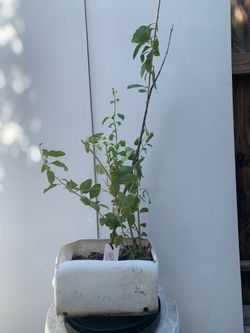 #5- Goji Plants 枸杞樹