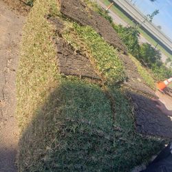 Grass Sod For Sale 