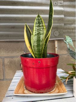 Small snake plant
