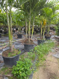 Christmas palms over 8 feet tall Instant privacy Hedge and decoration