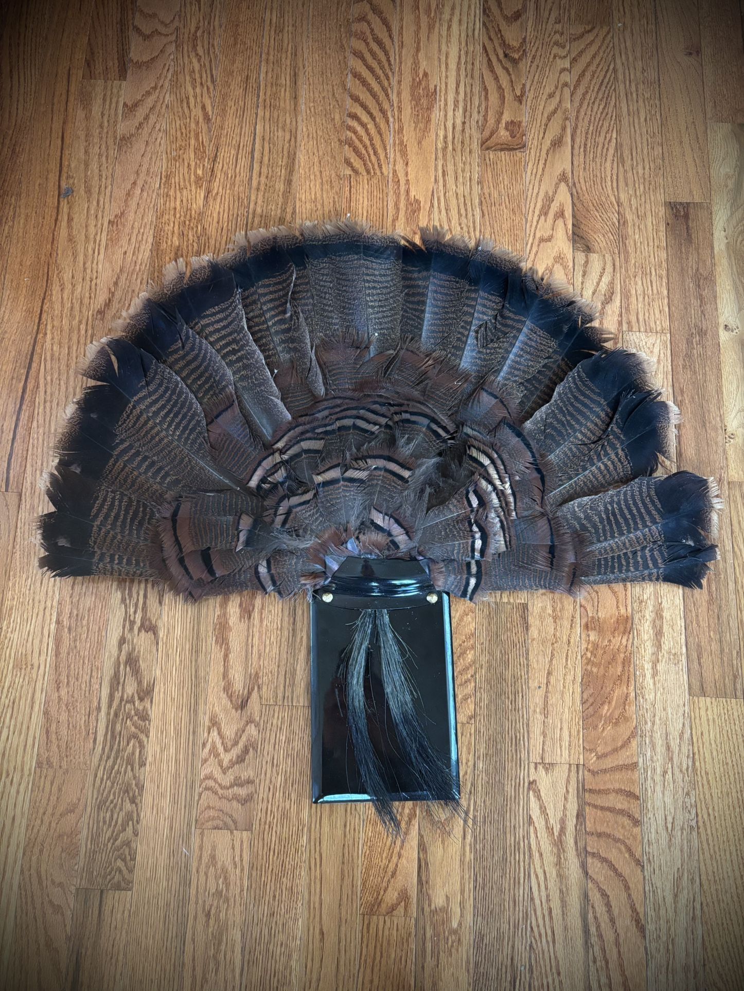 Turkey Fan Wall Mount Double Beard 