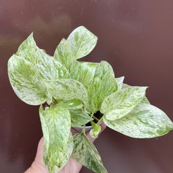 4” snow queen pothos 