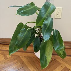 philodendron jose buono 