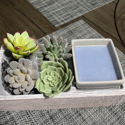 Succulent Warmer 