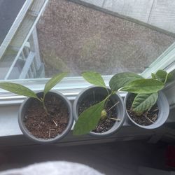 Avocado Trees (12 Inches Or Less In Height ) 