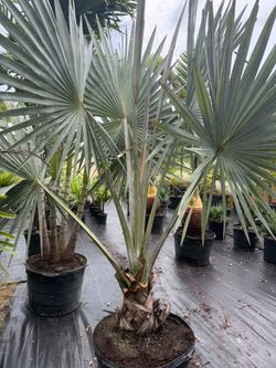 Bismark palm ( silver select)