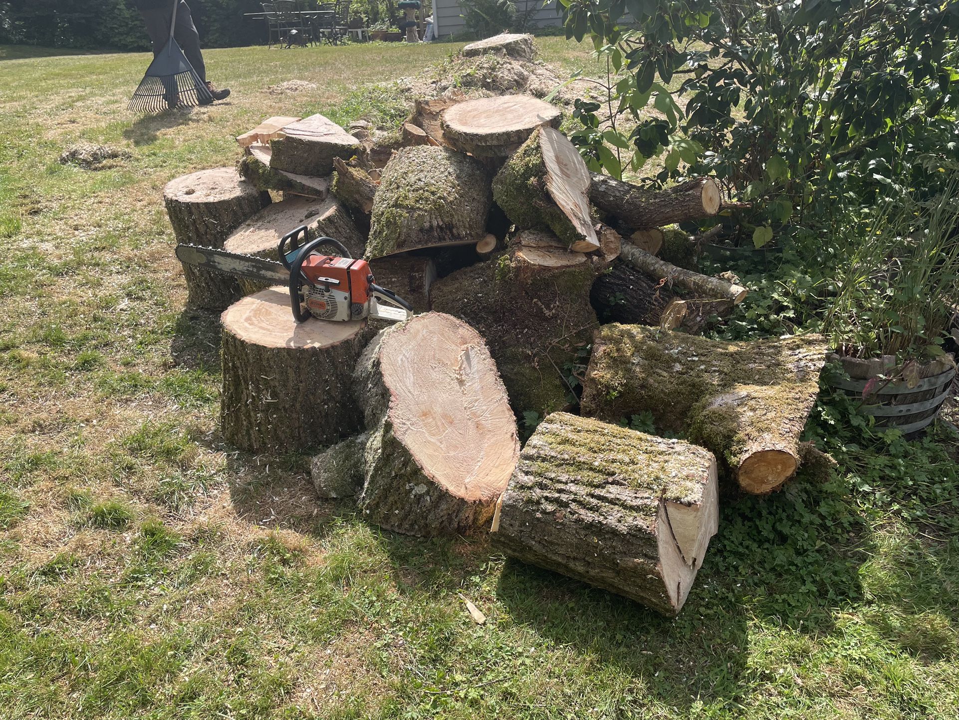 Free Wood……willow