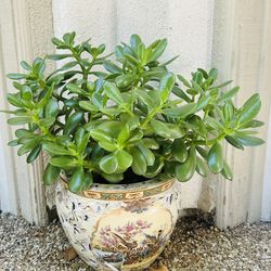 Jade tree succulent plant in a nice Chinese pot vase planter