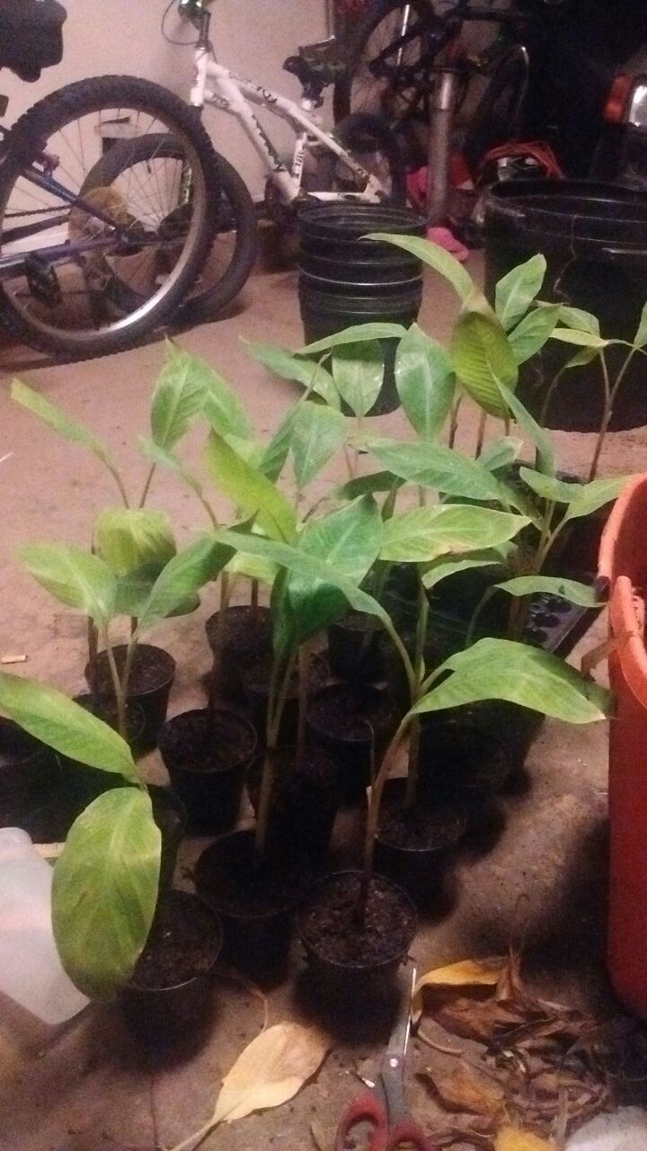 Mysore "pisang ceylon" banana plants