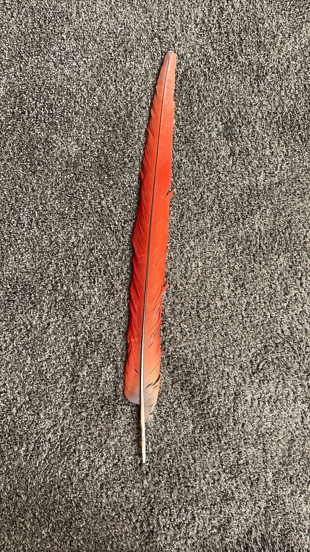 Scarlet Macaw Tail Feather