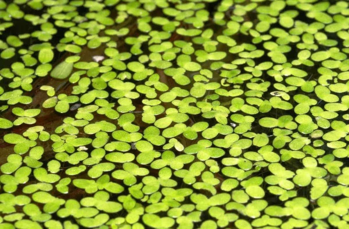 Live Duckweed For Freshwater Aquarium