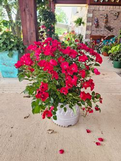 Large SCARLET DRIFT Rose Bushes PLANTS ARRIVE, BEAUTIFUL AND HEALTHY. $30 EACH