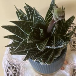 Zebra Plant in Ceramic Pot