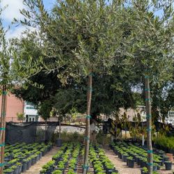 Olive Tree