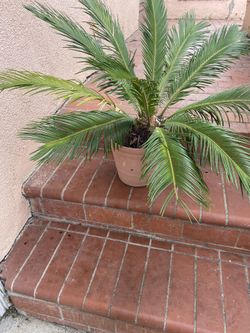 Sago Palm