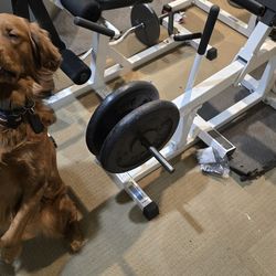 Parabody Seated Calf Raise Machine